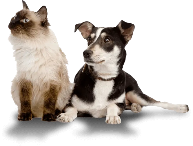 どうぶつ低侵襲手術センターにマッチする方