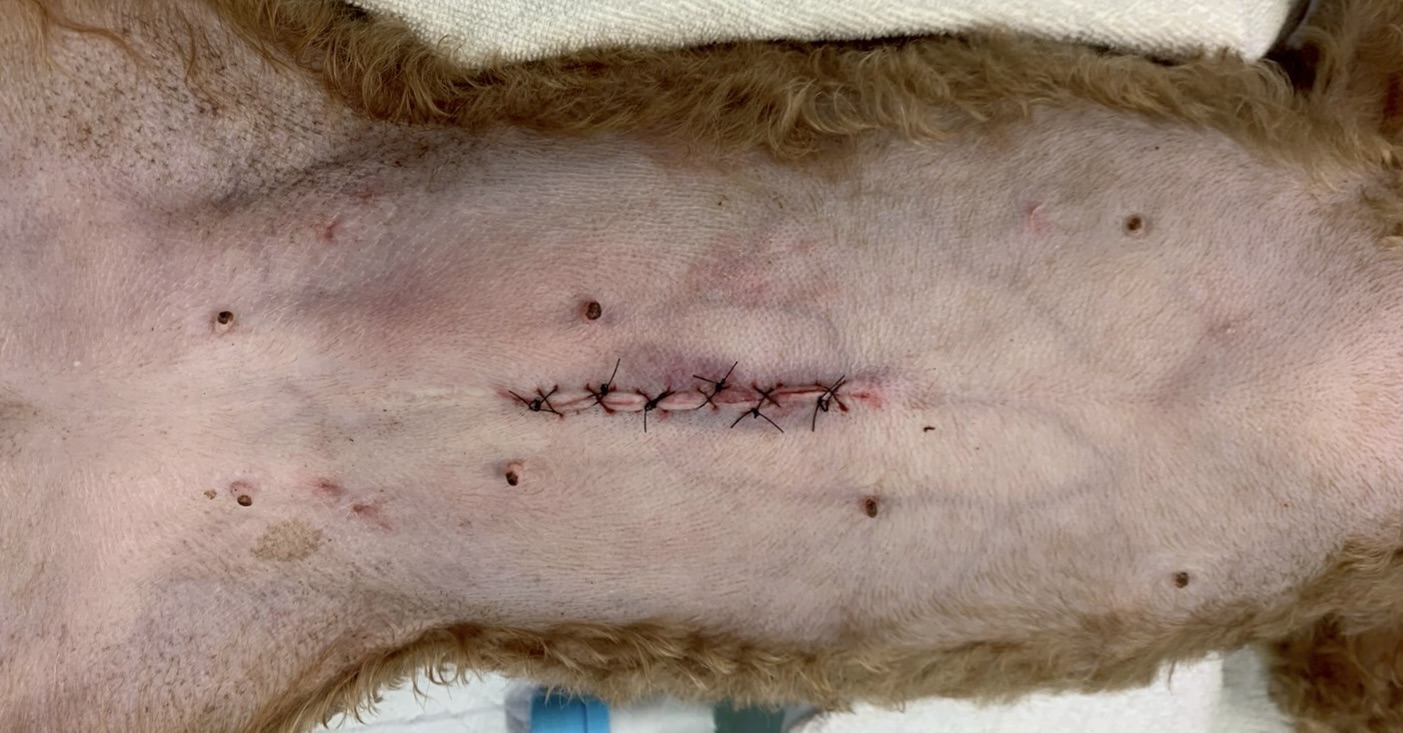 開腹- 避妊手術