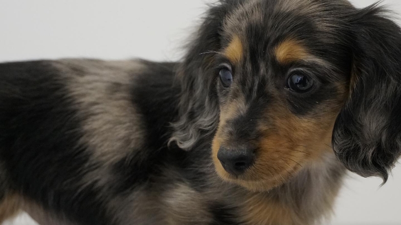 麻酔リスクの軽減