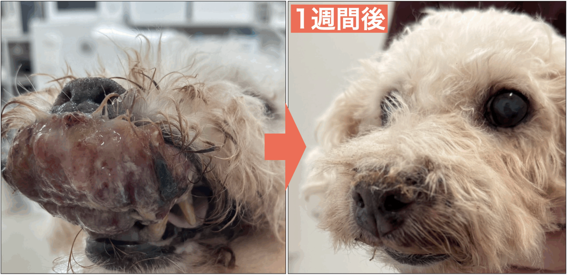 新しい治療に期待