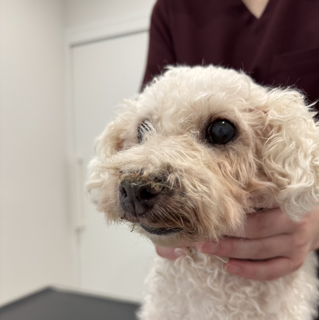 Kちゃんのケース（口腔メラノーマ）