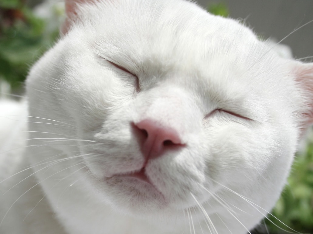 正常組織を温存